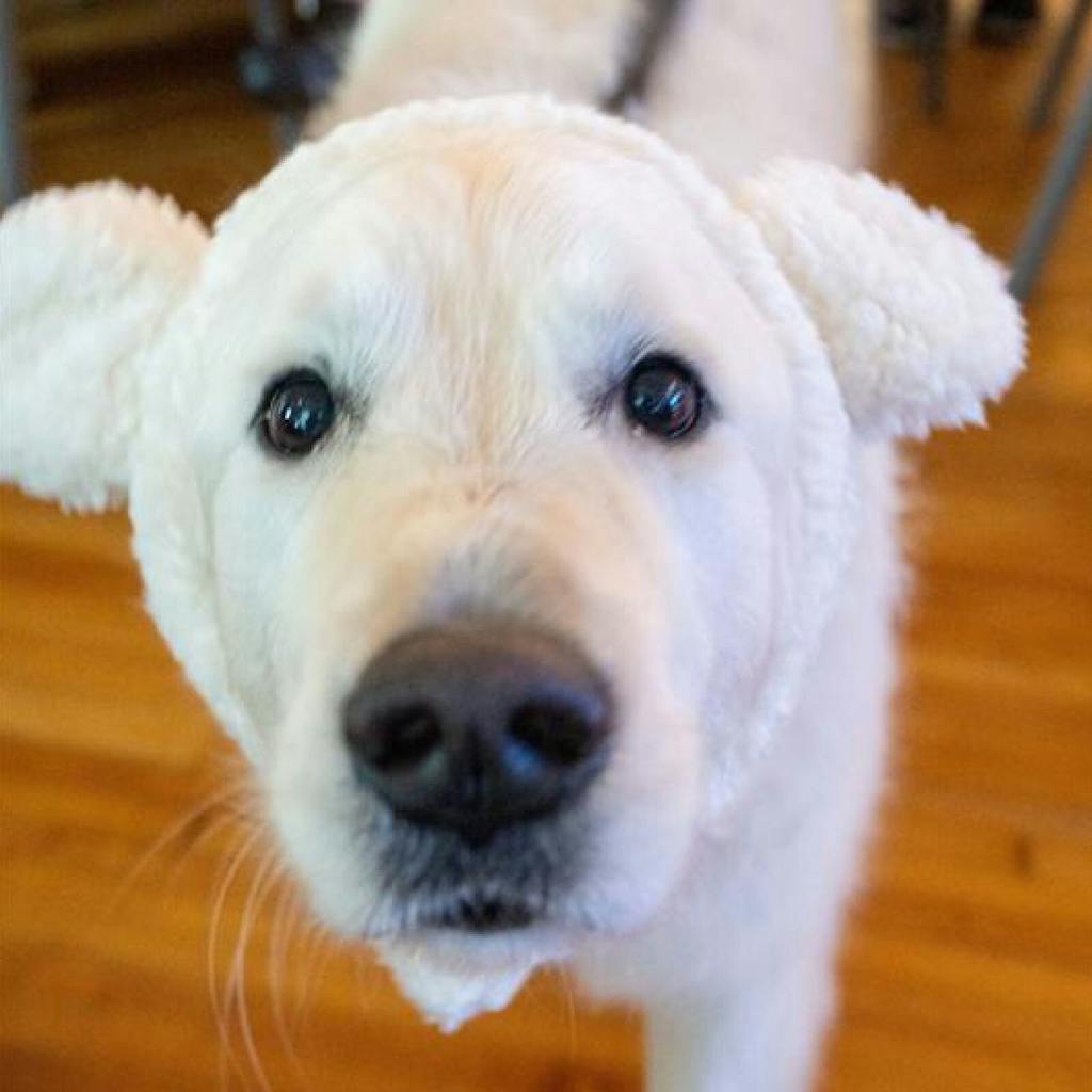 Dog Friend
